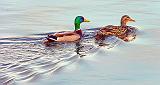 Mr & Mrs Mallard_DSCF19872